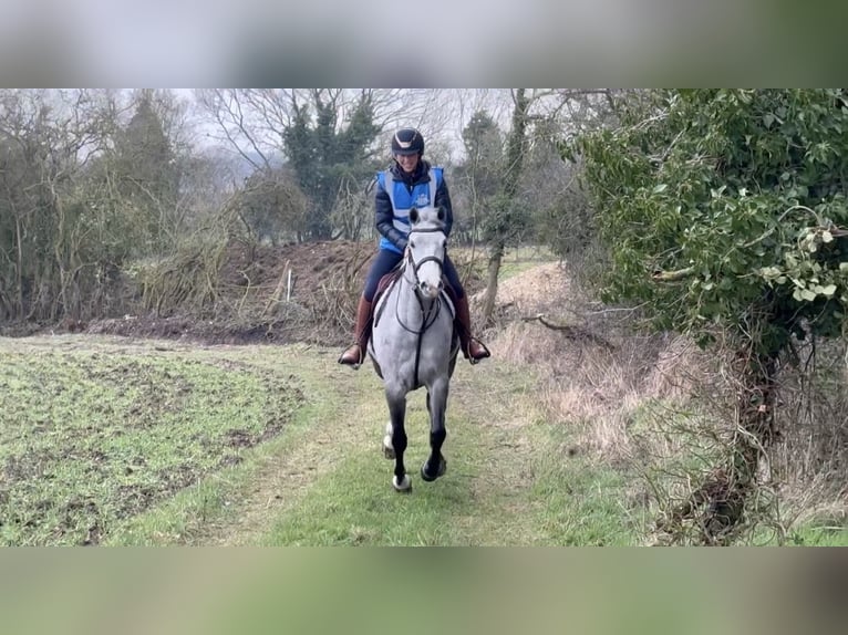 Connemara Jument 5 Ans 157 cm Gris in Essex