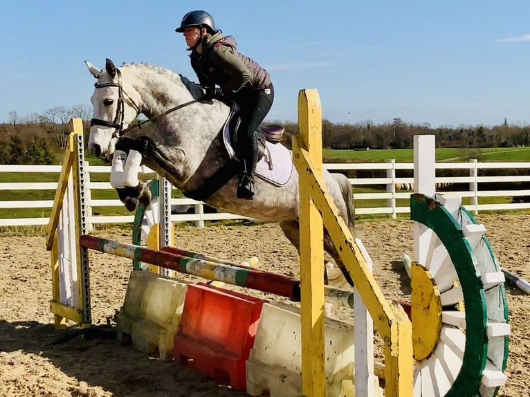 Connemara Jument 5 Ans 157 cm Gris pommelé in Mountrath