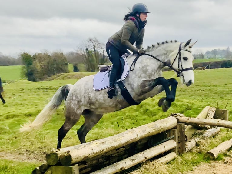 Connemara Jument 5 Ans 157 cm Gris pommelé in Mountrath