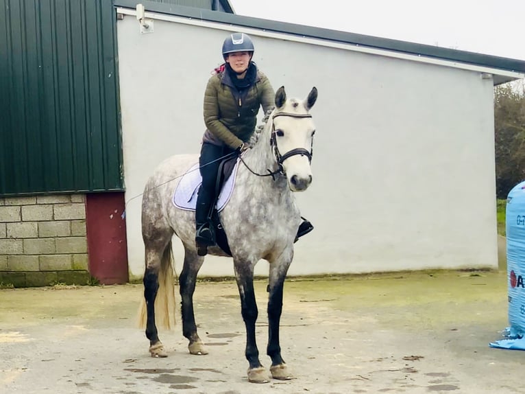 Connemara Jument 5 Ans 157 cm Gris pommelé in Mountrath