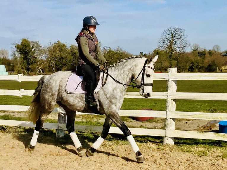 Connemara Jument 5 Ans 157 cm Gris pommelé in Mountrath