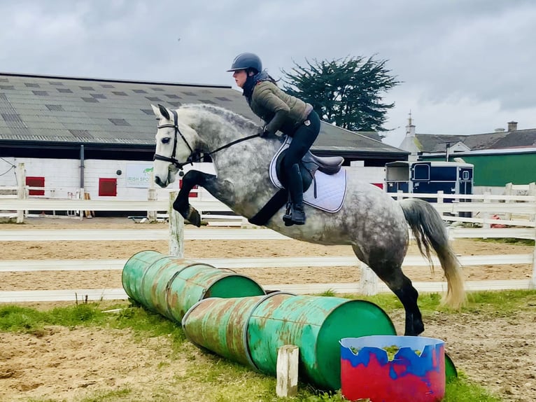 Connemara Jument 5 Ans 157 cm Gris pommelé in Mountrath