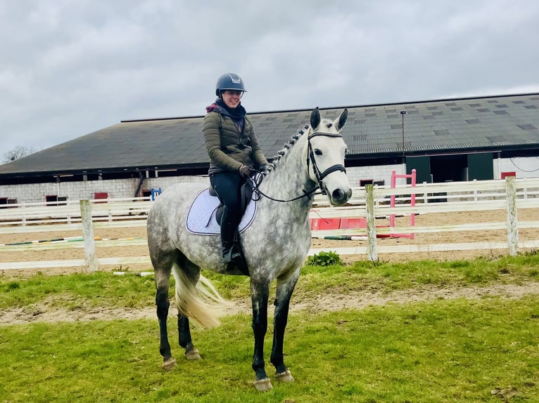 Connemara Jument 5 Ans 157 cm Gris pommelé in Mountrath