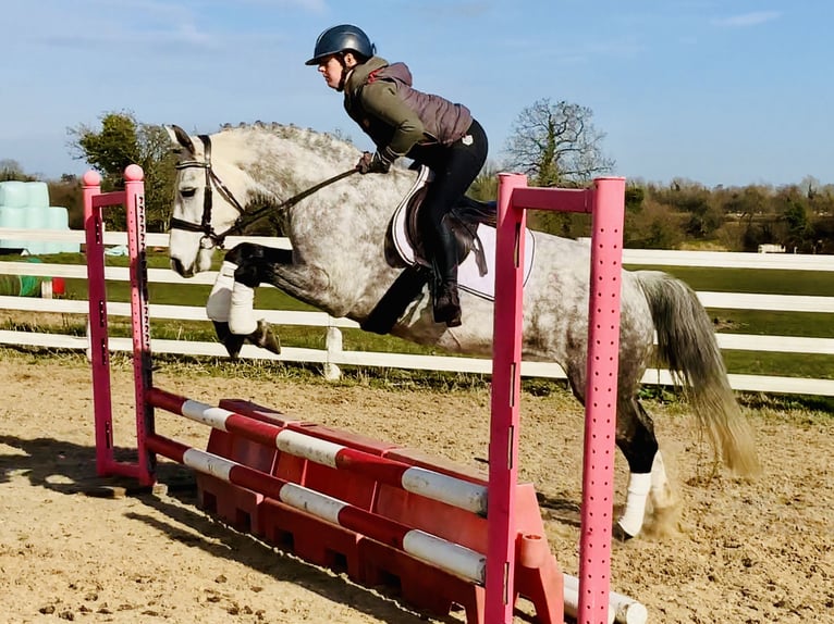 Connemara Jument 5 Ans 157 cm Gris pommelé in Mountrath