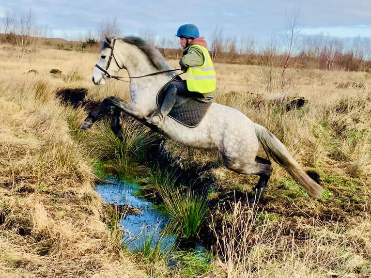 Connemara Jument 5 Ans 157 cm Gris pommelé in Mountrath