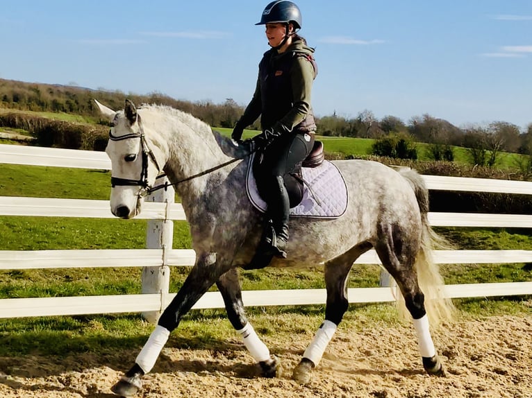 Connemara Jument 5 Ans 157 cm Gris pommelé in Mountrath