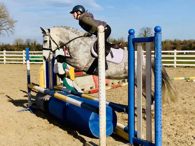 Connemara Jument 5 Ans 157 cm Gris pommelé in Mountrath