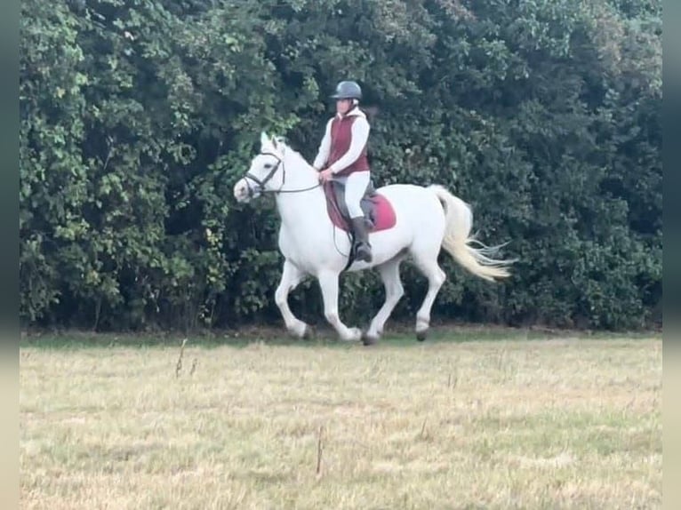 Connemara Jument 5 Ans 163 cm Gris in Dublin
