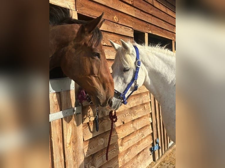 Connemara Jument 5 Ans 163 cm Gris in Dublin