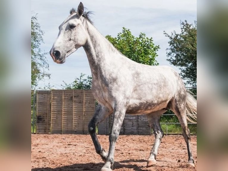 Connemara Croisé Jument 6 Ans 138 cm Gris in Markt Indersdorf
