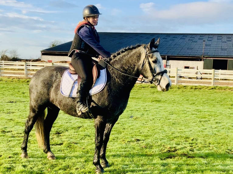 Connemara Jument 6 Ans 143 cm Gris in Mountrath