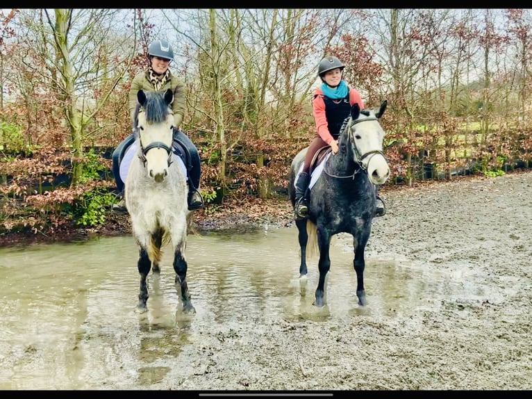 Connemara Jument 6 Ans 143 cm Gris in Mountrath