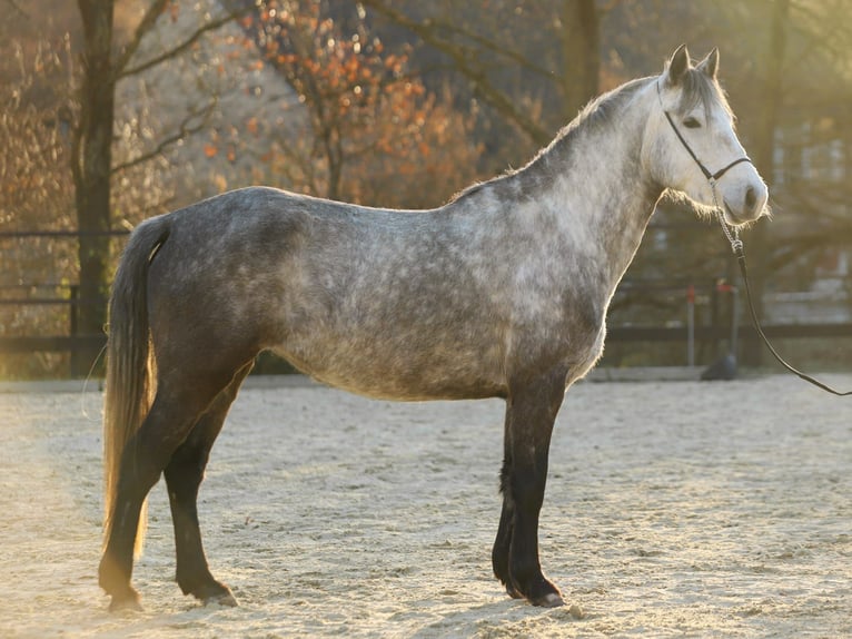 Connemara Jument 6 Ans 143 cm Gris pommelé in Münstermaifeld