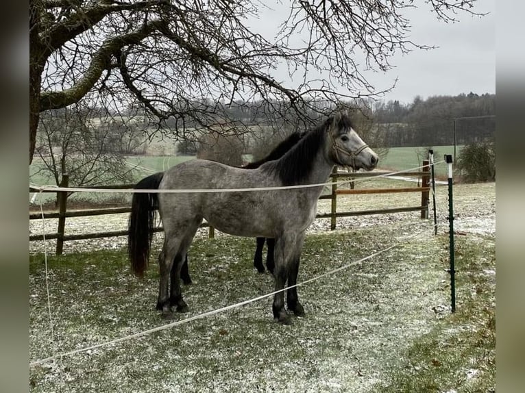 Connemara Jument 6 Ans 145 cm Gris in Weilburg