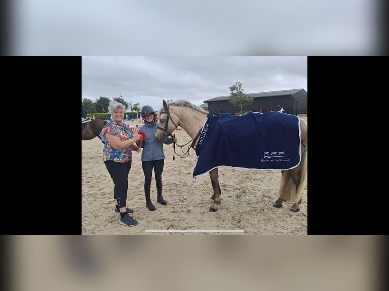 Connemara Jument 6 Ans 145 cm Palomino in Mullingar