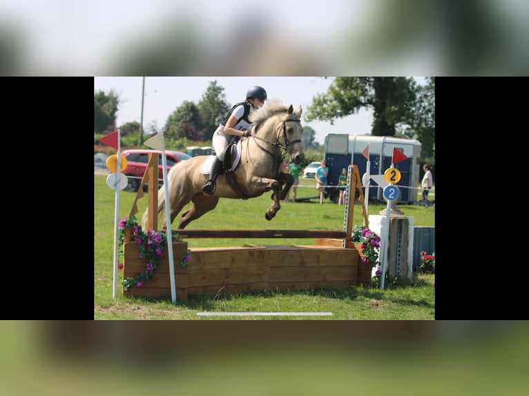 Connemara Jument 6 Ans 145 cm Palomino in Mullingar