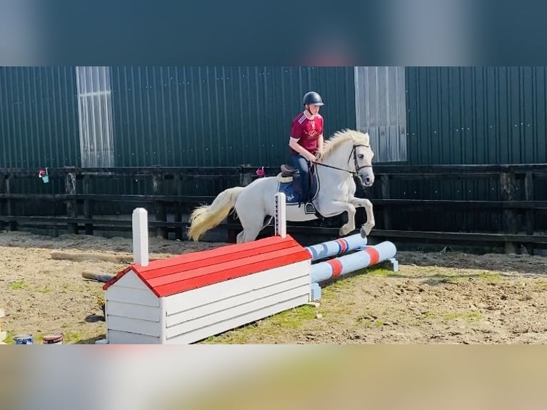 Connemara Jument 6 Ans 146 cm Gris in sligo