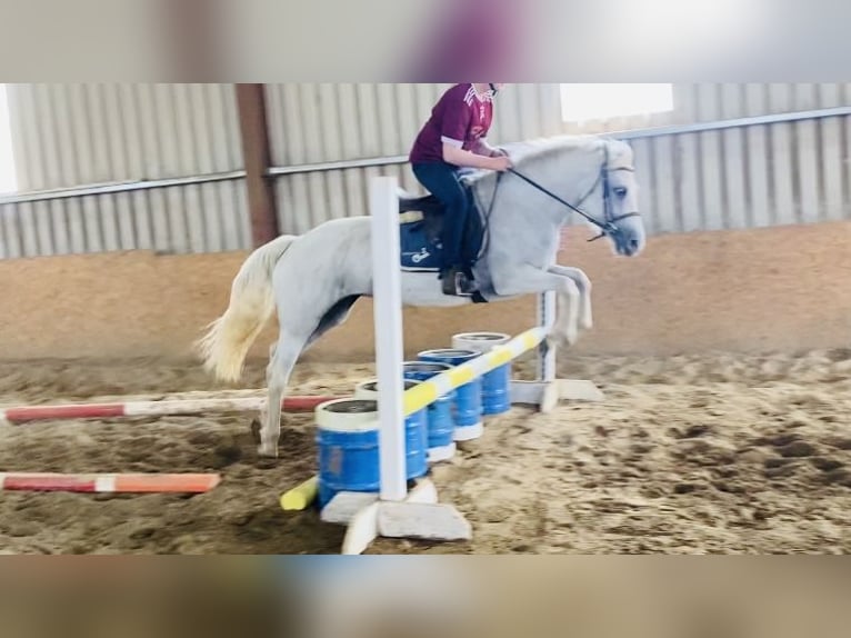 Connemara Jument 6 Ans 146 cm Gris in sligo