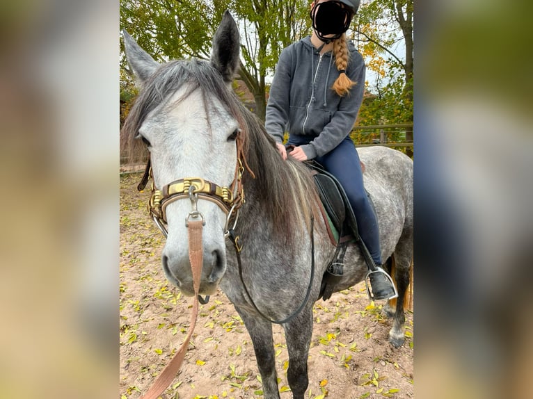 Connemara Jument 6 Ans 146 cm Gris in Frellstedt