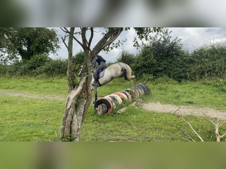 Connemara Jument 6 Ans 146 cm Gris in Athlone