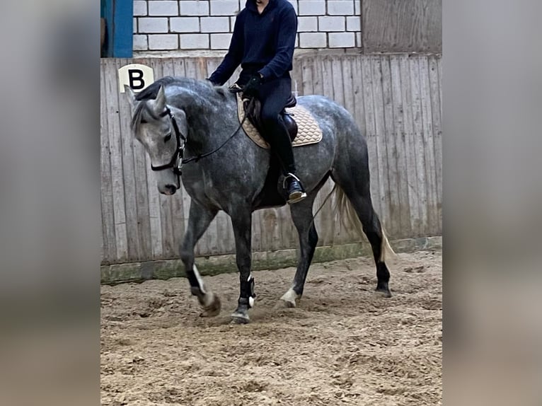 Connemara Jument 6 Ans 146 cm Gris pommelé in Westoverledingen