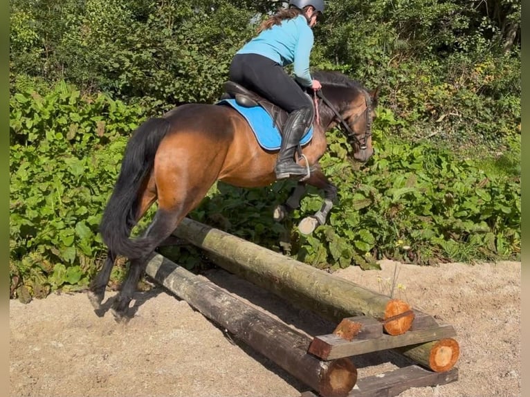 Connemara Jument 6 Ans 146 cm Isabelle in Sligo