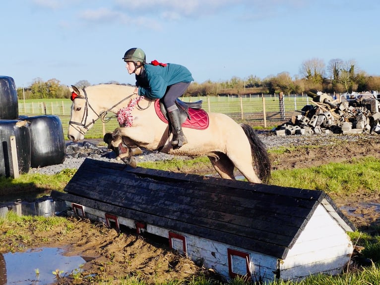 Connemara Jument 6 Ans 147 cm Isabelle in Mountrath