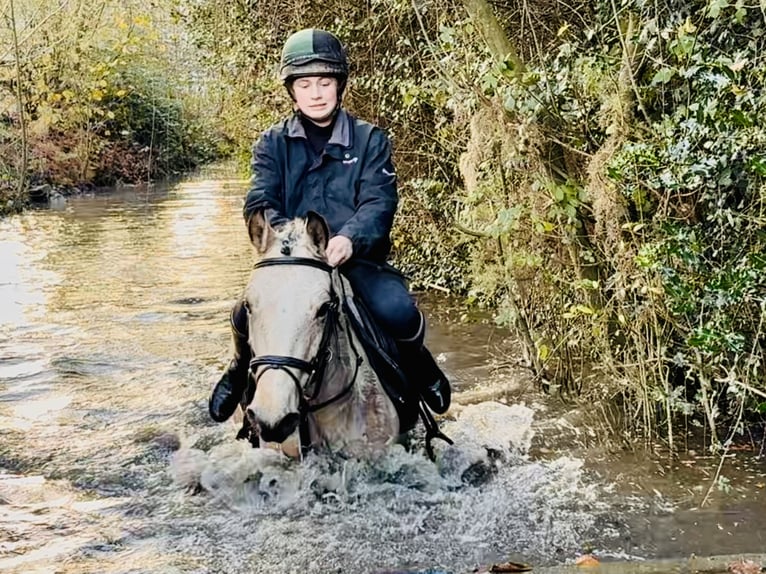 Connemara Jument 6 Ans 147 cm Isabelle in Mountrath