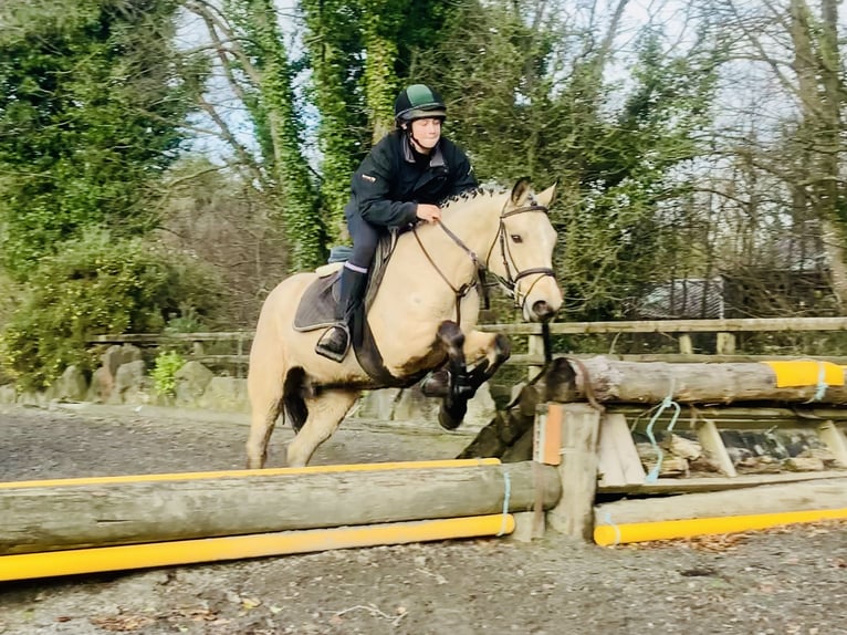 Connemara Jument 6 Ans 147 cm Isabelle in Mountrath