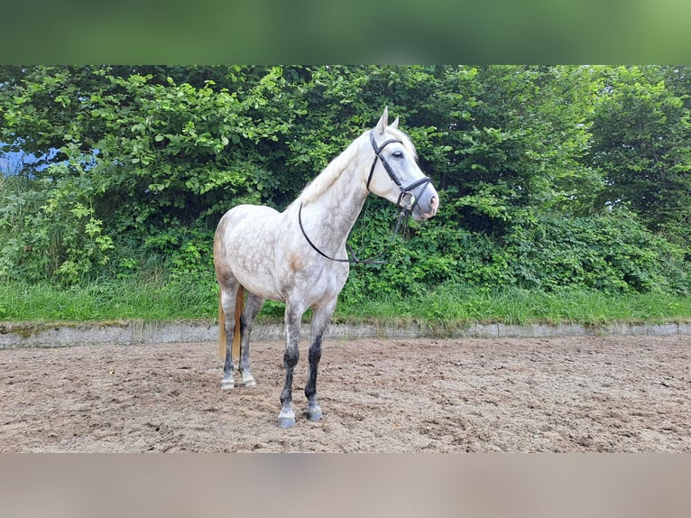 Connemara Jument 6 Ans 148 cm Gris in Hontheim