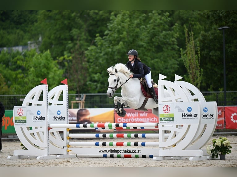 Connemara Jument 6 Ans 148 cm Gris in Schlins