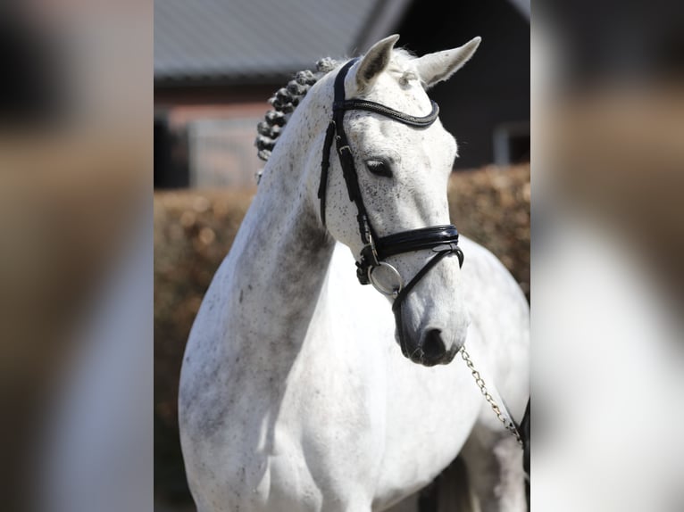 Connemara Jument 6 Ans 148 cm Gris in Zieuwent
