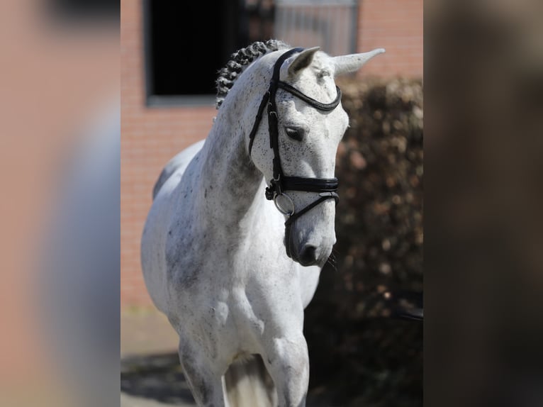Connemara Jument 6 Ans 148 cm Gris in Zieuwent