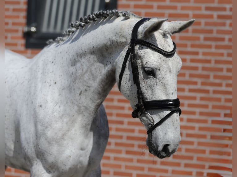 Connemara Jument 6 Ans 148 cm Gris in Zieuwent