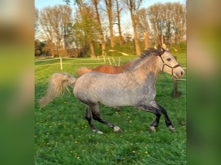 Connemara Jument 6 Ans 150 cm Gris in Meerbusch