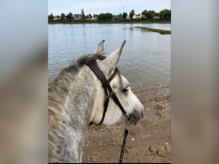 Connemara Jument 6 Ans 150 cm Gris in Meerbusch