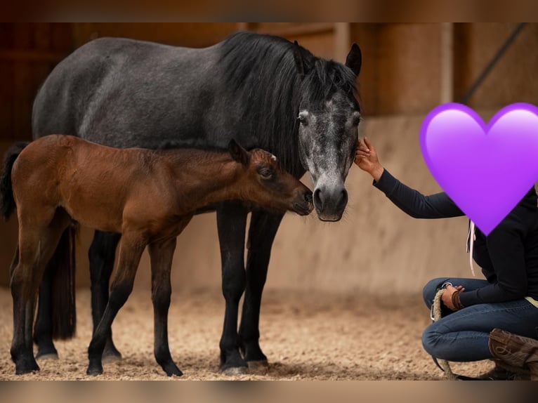 Connemara Jument 6 Ans 150 cm Gris in Münchberg