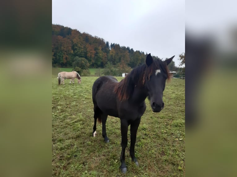 Connemara Croisé Jument 6 Ans 150 cm Noir in Rottenburg am Neckar