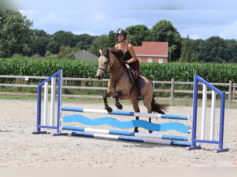 Connemara Jument 6 Ans 151 cm Isabelle in Bogaarden