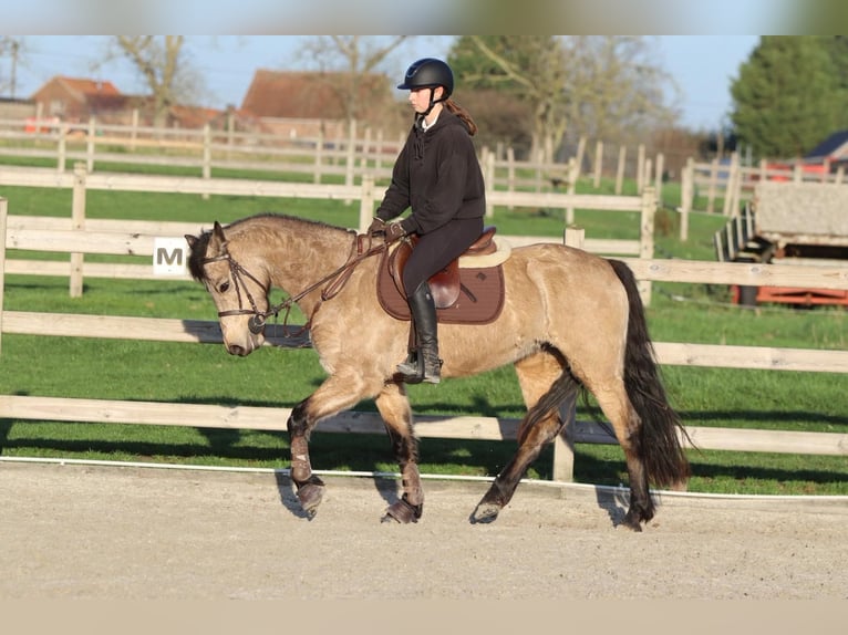 Connemara Jument 6 Ans 151 cm Isabelle in Bogaarden