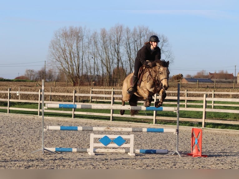 Connemara Jument 6 Ans 151 cm Isabelle in Bogaarden