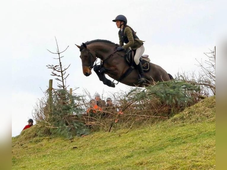 Connemara Jument 6 Ans 155 cm Bai cerise in Essex