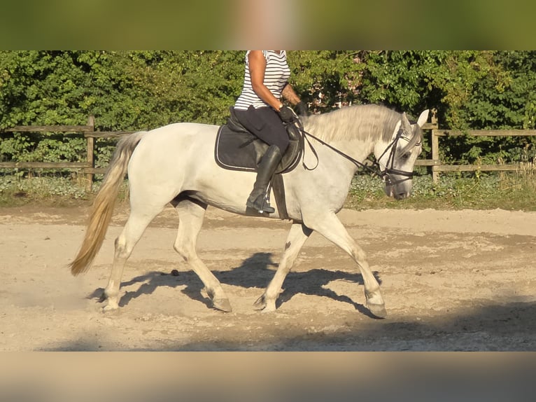 Connemara Jument 6 Ans 155 cm Gris pommelé in Wachtendonk