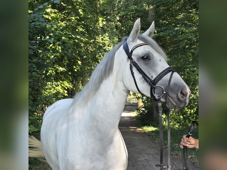 Connemara Jument 6 Ans 155 cm Gris pommelé in Wachtendonk