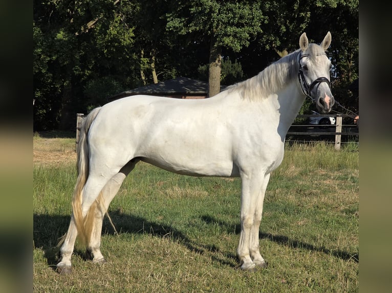 Connemara Jument 6 Ans 155 cm Gris pommelé in Wachtendonk