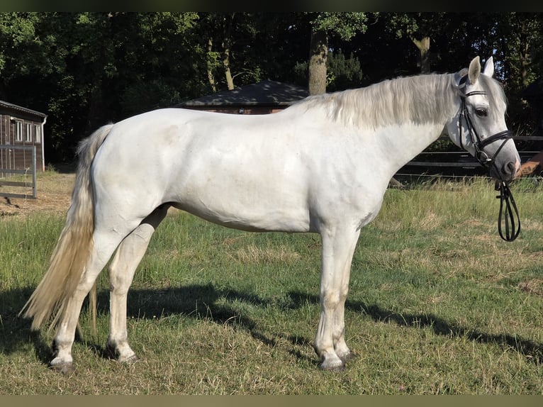 Connemara Jument 6 Ans 155 cm Gris pommelé in Wachtendonk