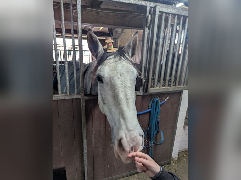 Connemara Jument 6 Ans 157 cm Gris pommelé in Berne