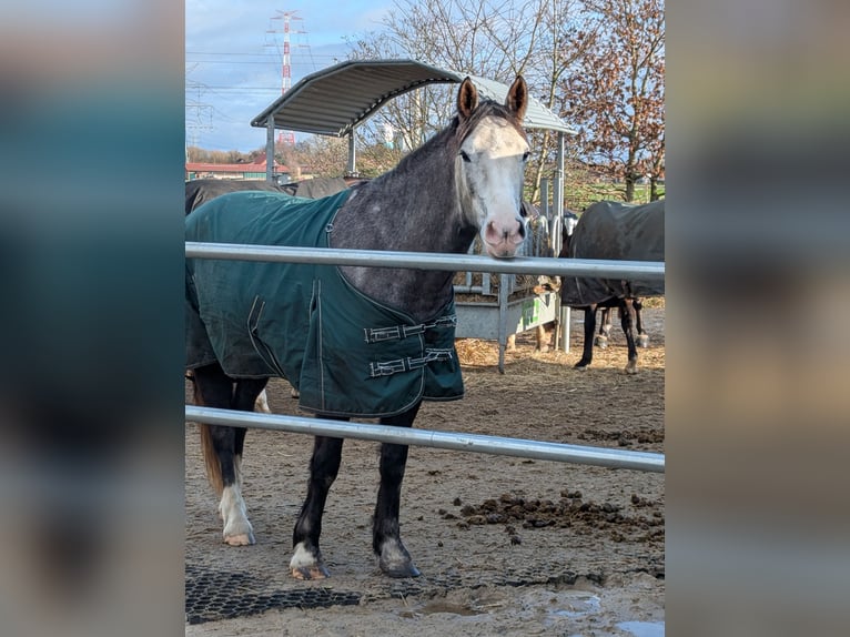 Connemara Jument 6 Ans 157 cm Gris pommelé in Berne