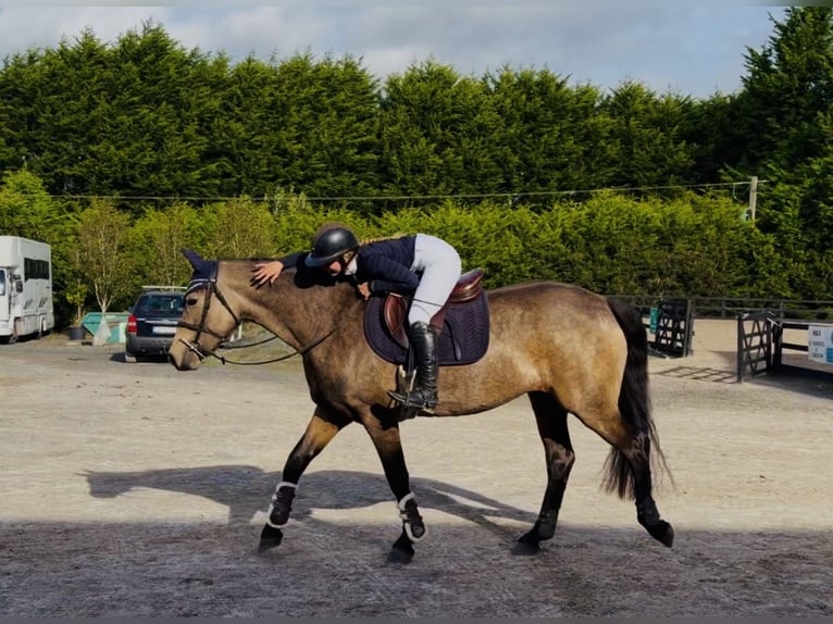 Connemara Jument 6 Ans 157 cm Isabelle in Mountrath, Co. Laois