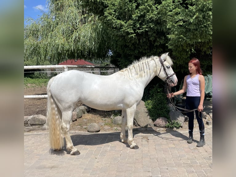 Connemara Croisé Jument 7 Ans 140 cm Gris in Paruszka